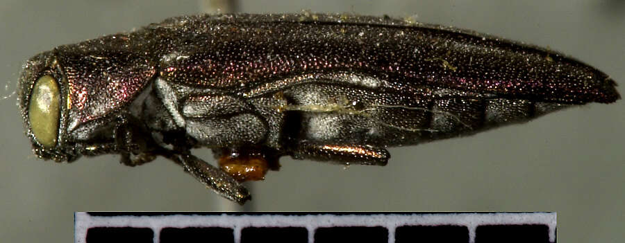 Image of Alder-birch Borer