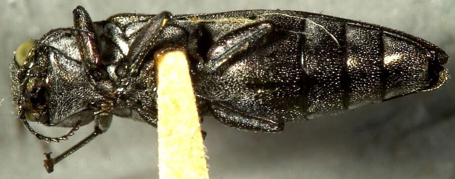 Image of Alder-birch Borer