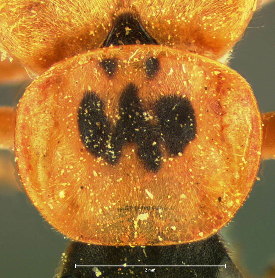 Image of Chauliognathus ineptus