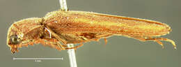 Image of <i>Aplastus angusticollis</i>