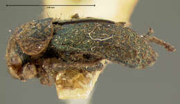 Image of <i>Collops cribrosus</i>