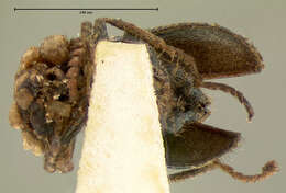 Image of <i>Collops cribrosus</i>