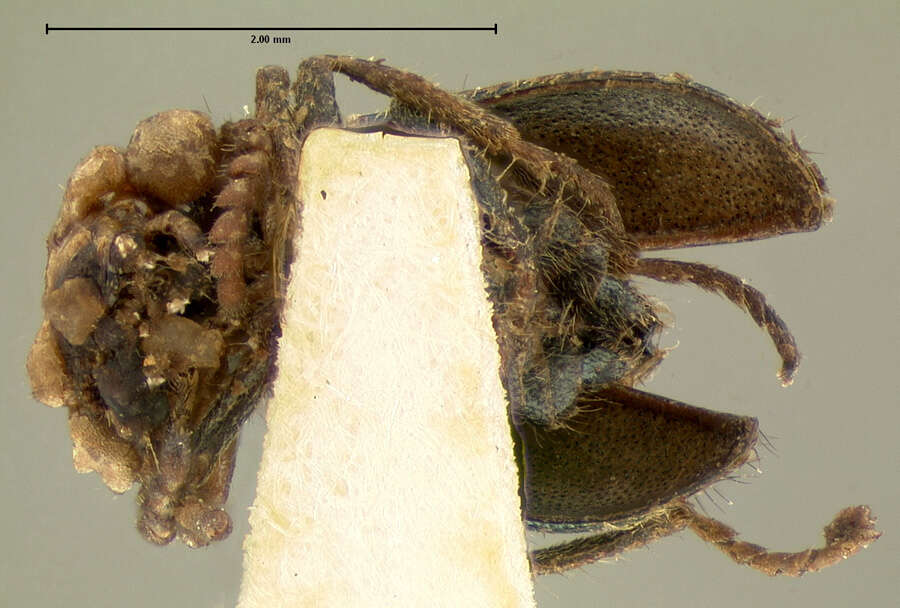 Image of <i>Collops cribrosus</i>