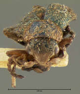 Image of <i>Collops cribrosus</i>