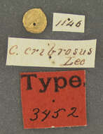 Слика од <i>Collops cribrosus</i>