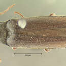 Image of <i>Aplastus molestus</i>