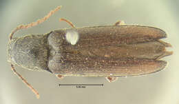 Image de <i>Aplastus molestus</i>