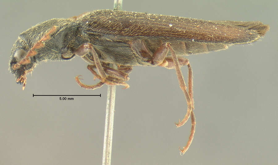 Image de <i>Aplastus molestus</i>