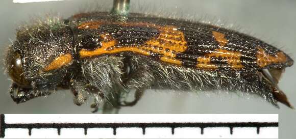 Image of Acmaeodera hepburnii Le Conte 1860