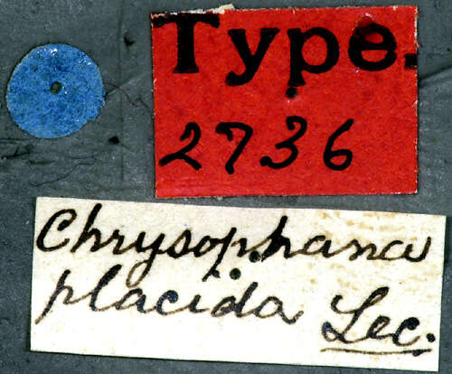 Image of Chrysophana