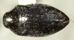Sivun Leiopleura carbonata (Le Conte 1860) kuva