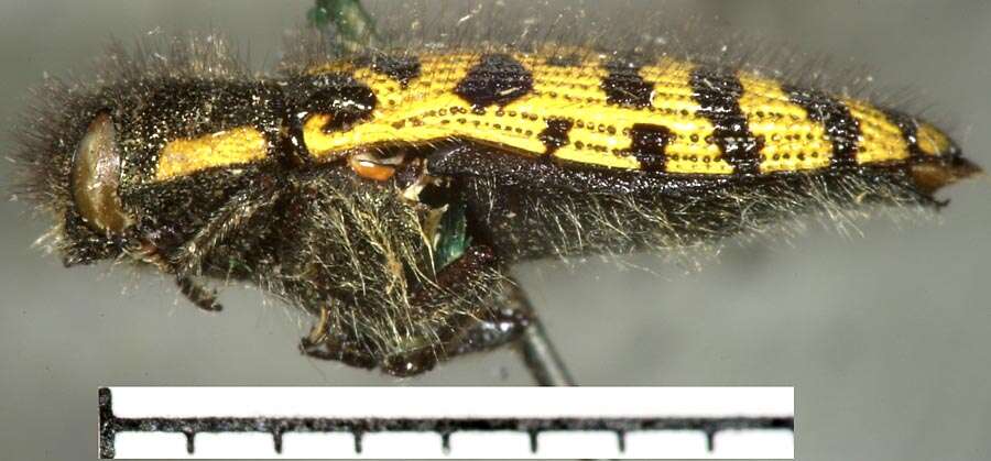 Image of Acmaeodera decipiens Le Conte 1866