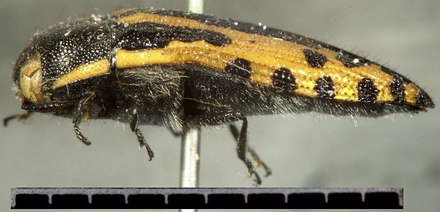 Image of Acmaeodera scalaris Mannerheim 1837