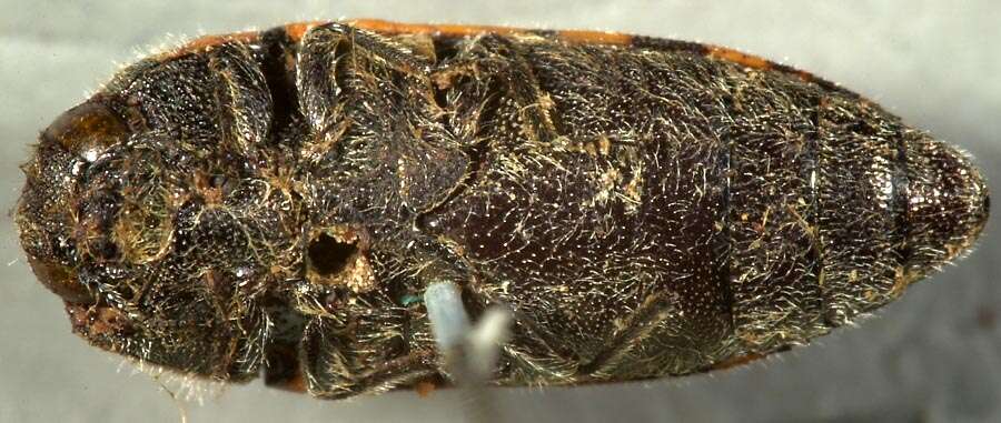 Image of Acmaeodera mixta Le Conte 1860