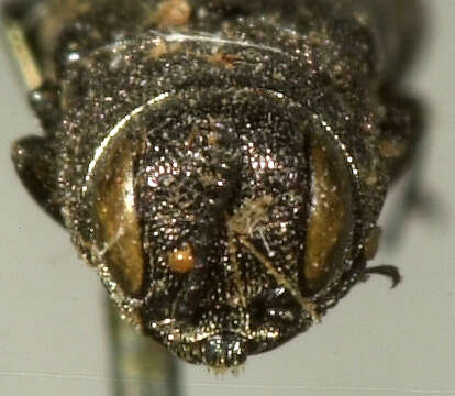 Image of Common Willow Agrilus