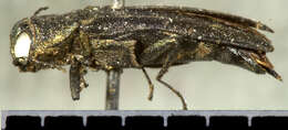 Image of Agrilus obsoletoguttatus Gory 1841