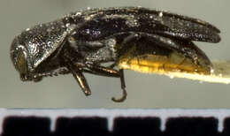 Image of Agrilus ornatulus Horn 1891