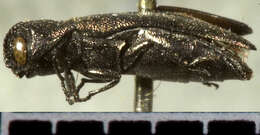 Image of Agrilus lacustris Le Conte 1860