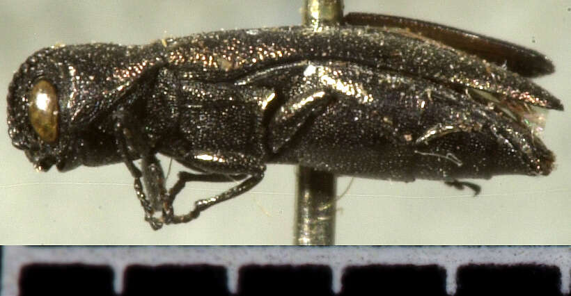 Image of Agrilus lacustris Le Conte 1860