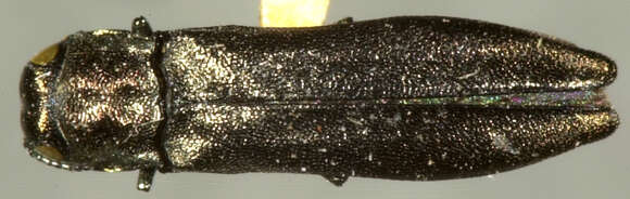 Image of dogwood cambium borer