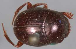 Image of Tumblebugs