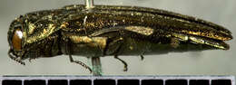 Image of Agrilus cavatus Chevrolat 1838