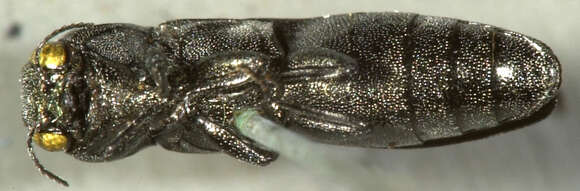 Image of Agrilus addendus Crotch 1873