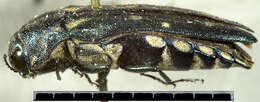 Image of Agrilus walsinghami Crotch 1873