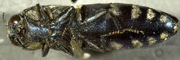 Image of Agrilus walsinghami Crotch 1873