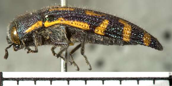 Image of Acmaeodera alacris Horn 1878