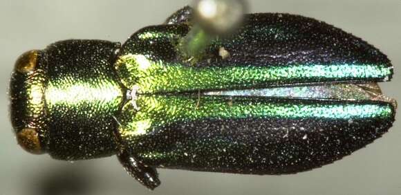 Image of Chrysobothris purpureovittata Horn 1886