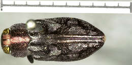 Image of Chrysobothris ignicollis Horn 1885