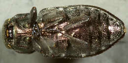 Image of Chrysobothris ignicollis Horn 1885