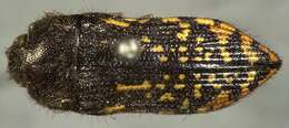 Image of Acmaeodera miliaris Horn 1878