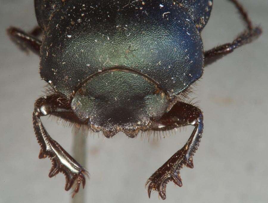 Image of Canthon (Boreocanthon) depressipennis Le Conte 1859