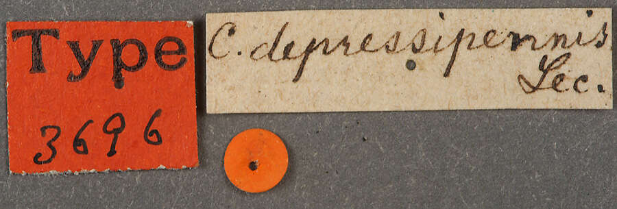 Image of Canthon (Boreocanthon) depressipennis Le Conte 1859