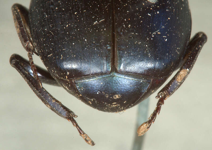 Image of Canthon (Canthon) cyanellus Le Conte 1859