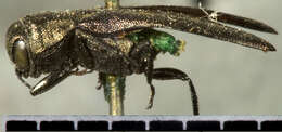 Imagem de Agrilus impexus Horn 1891