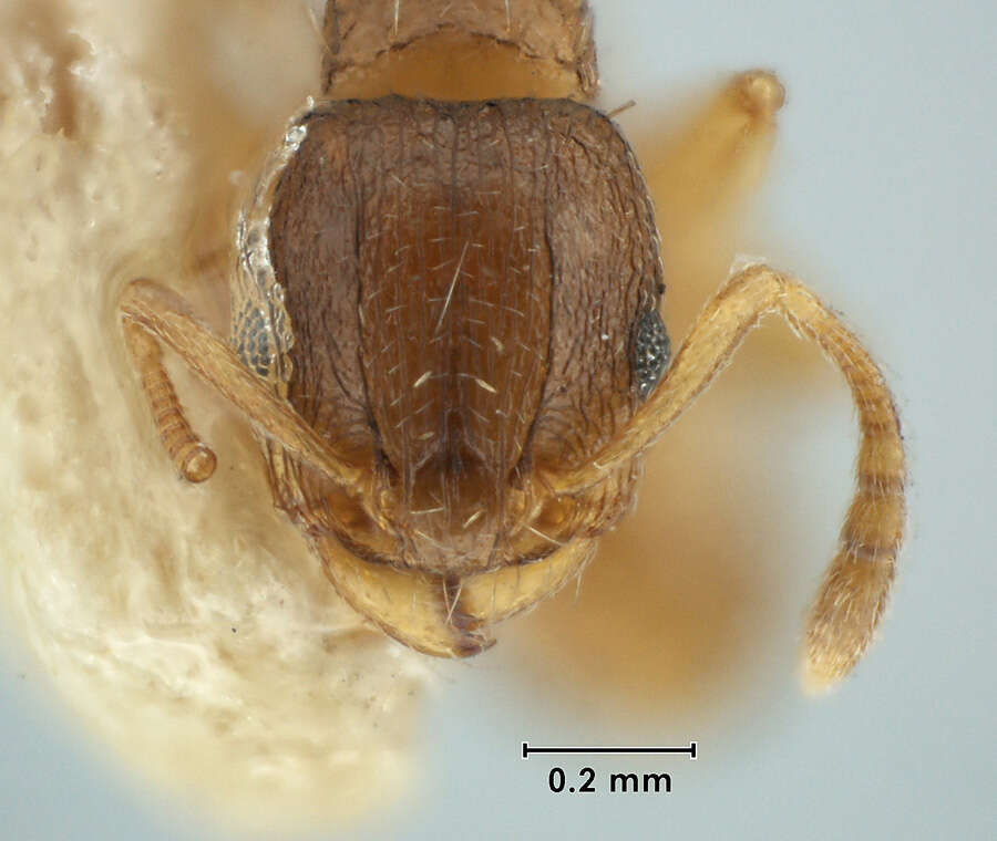 Image of Tetramorium antipodum Wheeler 1927