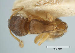 Image of Tetramorium antipodum Wheeler 1927