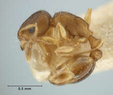 Image of Tetramorium antipodum Wheeler 1927