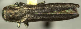 Image of Agrilus masculinus Horn 1891