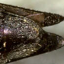 Image of Agrilus nevadensis Horn 1891