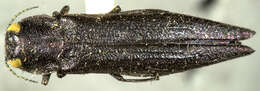 Image of Agrilus nevadensis Horn 1891