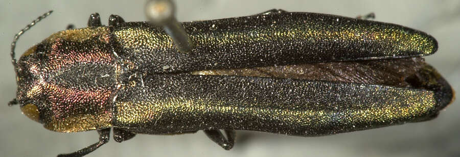 Image of Agrilus concinnus Horn 1891