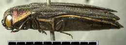 Image of Agrilus concinnus Horn 1891