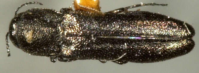 Image of Agrilus ventralis Horn 1891