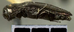 Image of Agrilus ventralis Horn 1891