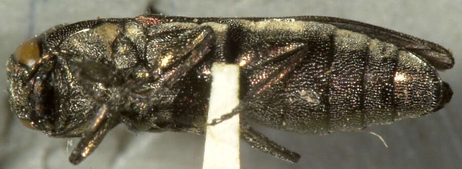 Image of Agrilus blandus Horn 1891