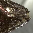 صورة Chrysobothris libonoti Horn 1886